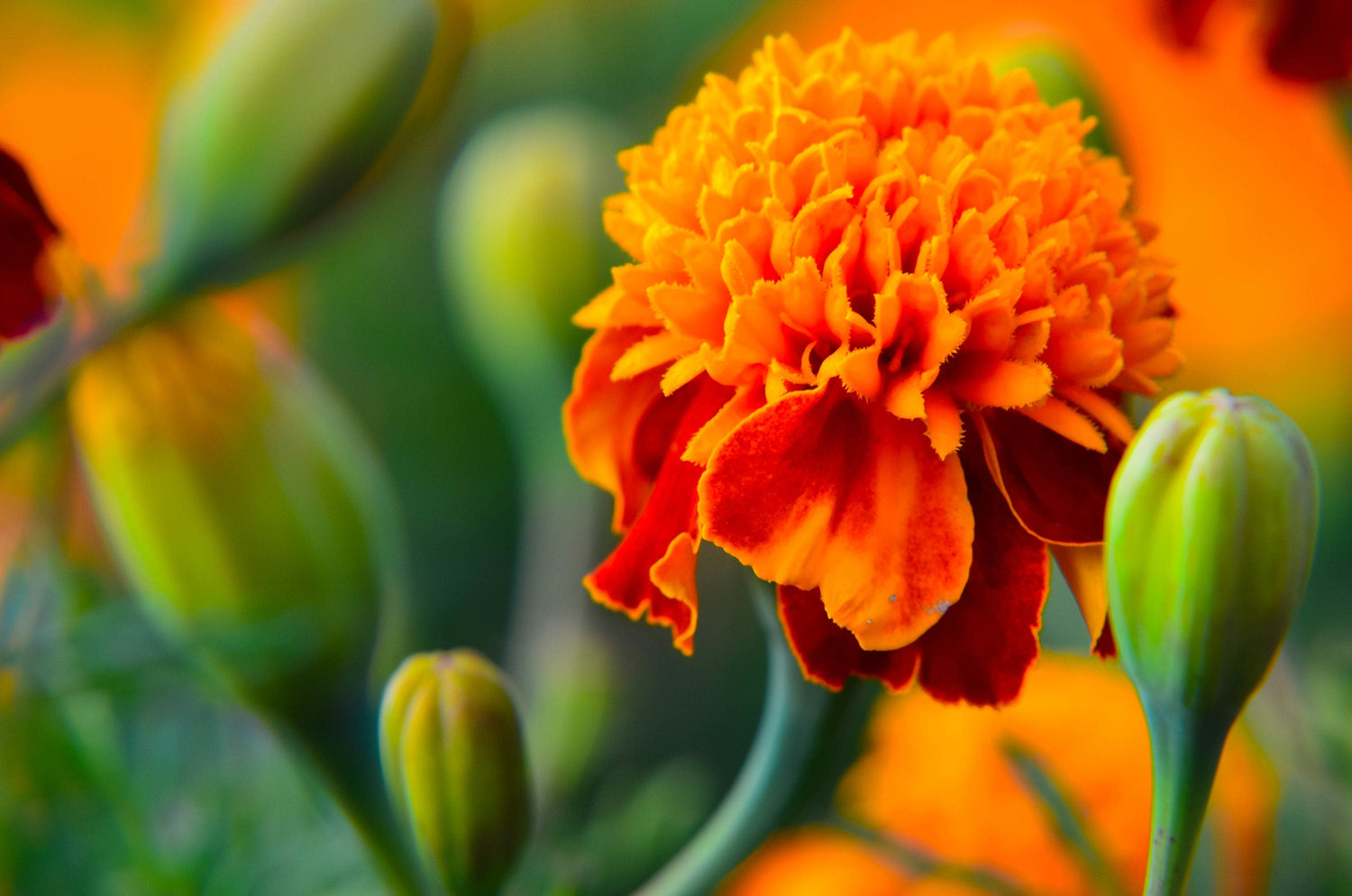 250 semillas de caléndula doble enana 'Orange Flame' Tagetes Patula, flores rojas francesas
