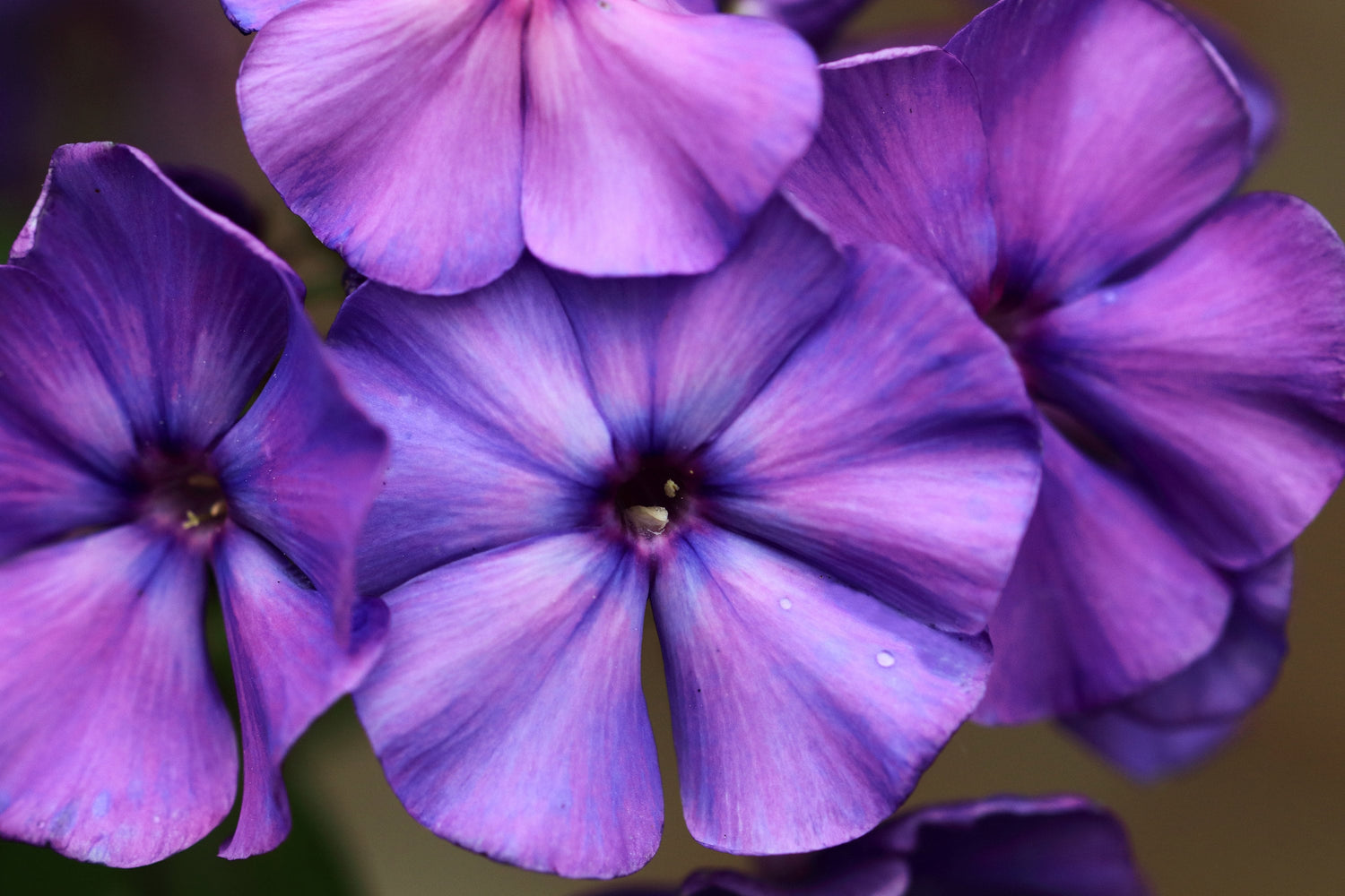 250 semillas de flor enana BEAUTY BLUE PHLOX Drummondii Nana Compacta de color violeta fragante