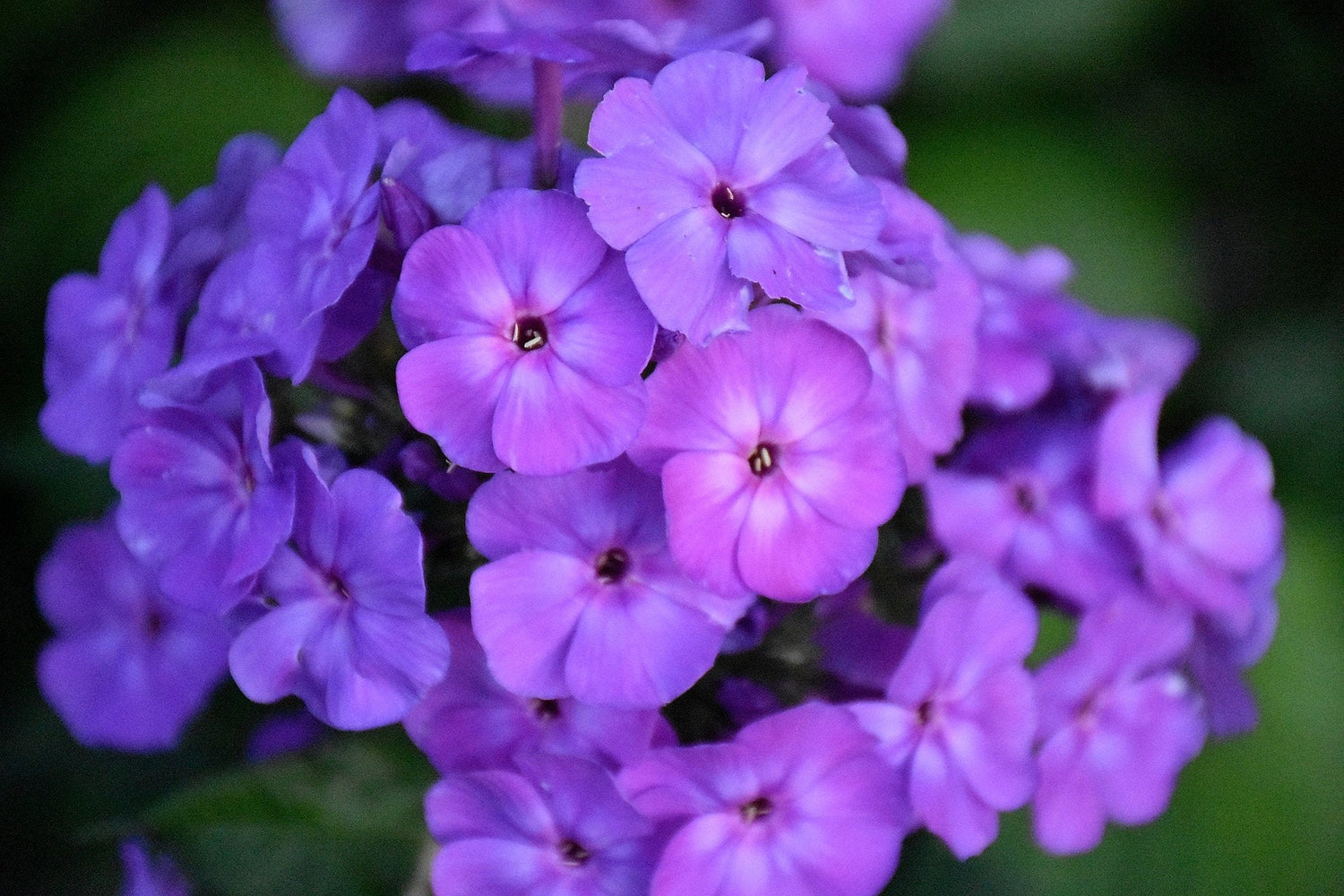 250 semillas de flor enana BEAUTY BLUE PHLOX Drummondii Nana Compacta de color violeta fragante