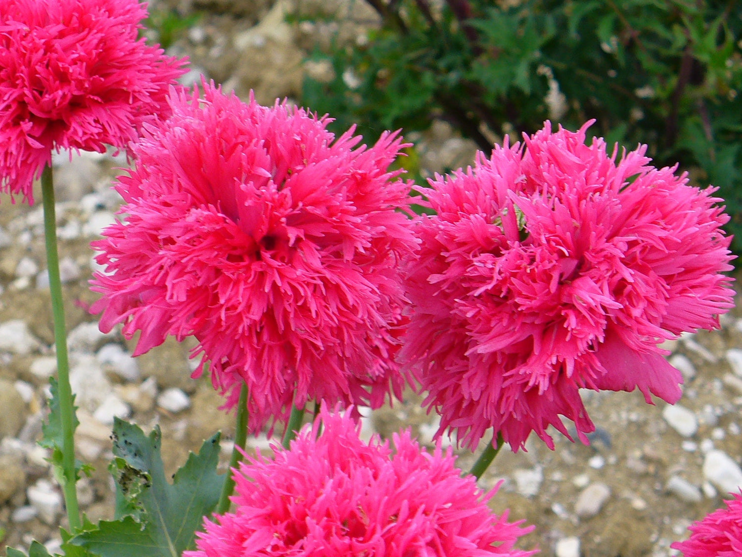 250 semillas de flores orgánicas de peonía y amapola (Papaver paeoniflorum) en colores rojo, blanco, rosa, negro, morado, salmón, bronce, lila y bicolor.