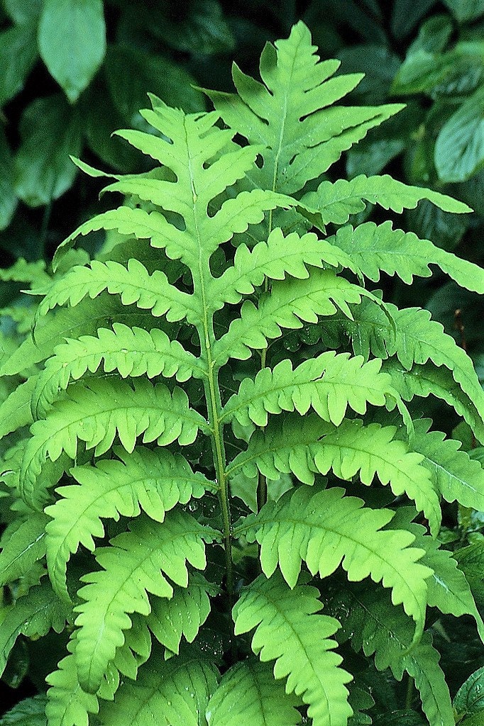 1000 + SENSITIVE FERN Onoclea Sensibilis aka Bead or Sympathy Fern Spores Seeds