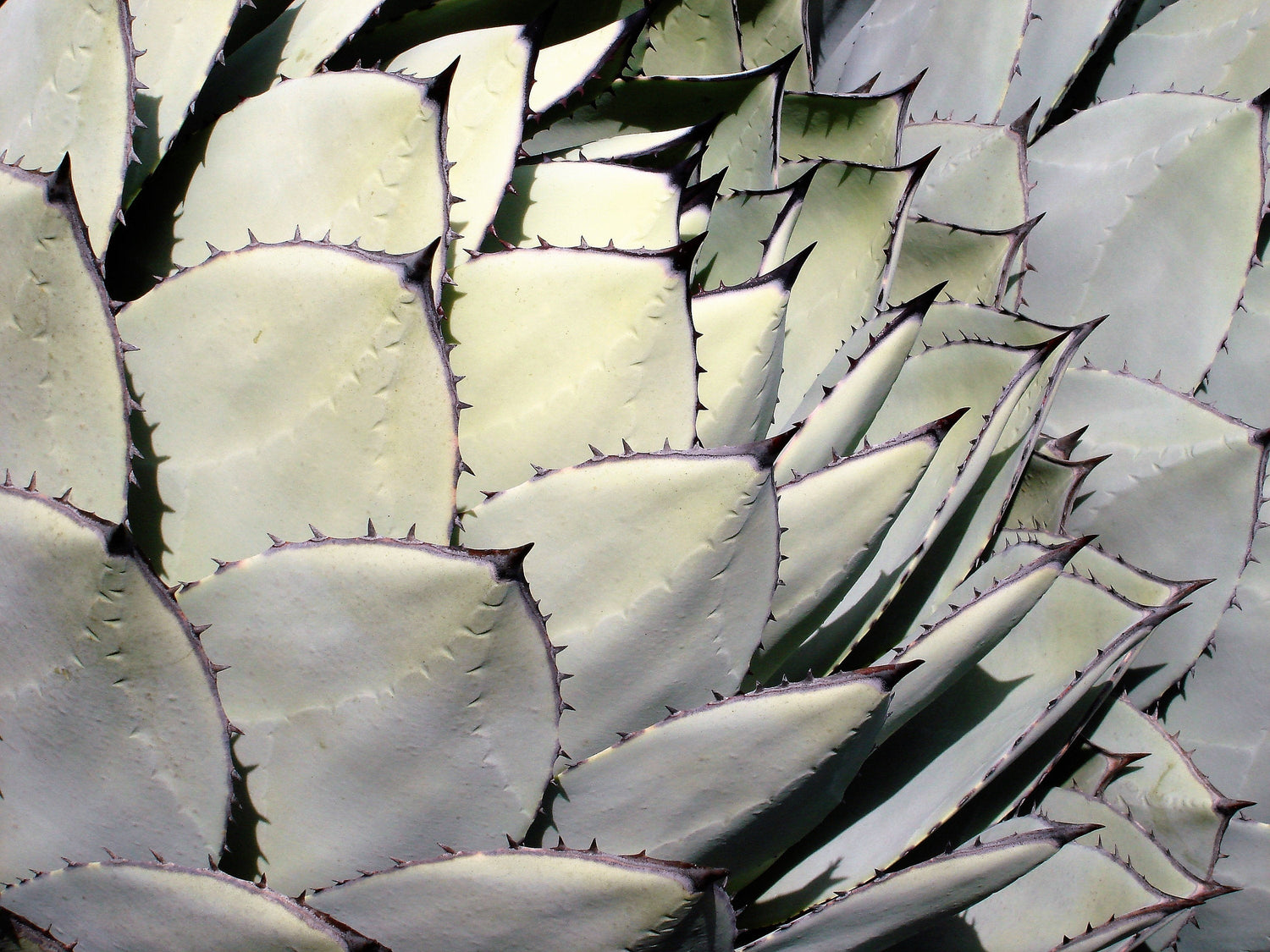 5 ALCACHOFA AGAVE Parry's Huachuca Agave Parryi Huachucensis Century Plant Suculenta Cactus Semillas