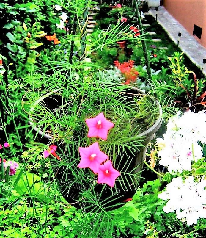 50 semillas de flores de ciprés, mezcla de Ipomoea, Quamoclit, Convolvulus, Hummingbird Star, Morning Glory, Cardinal Creeper - Colores mixtos: rojo, rosa y blanco