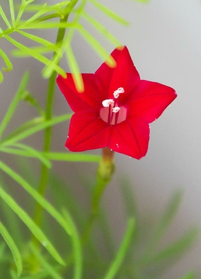 50 semillas de flores de ciprés, mezcla de Ipomoea, Quamoclit, Convolvulus, Hummingbird Star, Morning Glory, Cardinal Creeper - Colores mixtos: rojo, rosa y blanco