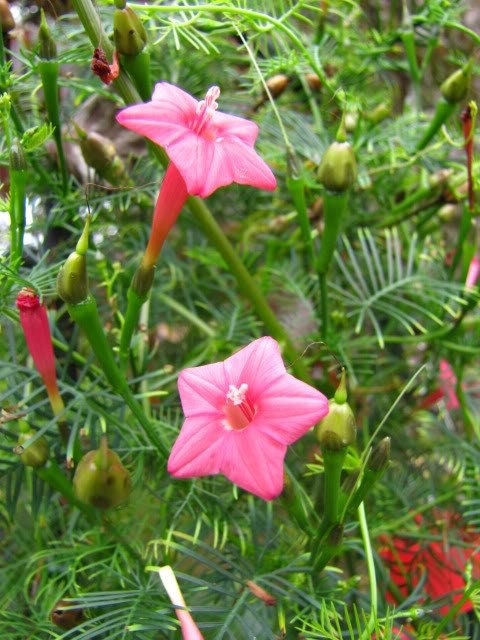 50 semillas de flores de ciprés, mezcla de Ipomoea, Quamoclit, Convolvulus, Hummingbird Star, Morning Glory, Cardinal Creeper - Colores mixtos: rojo, rosa y blanco