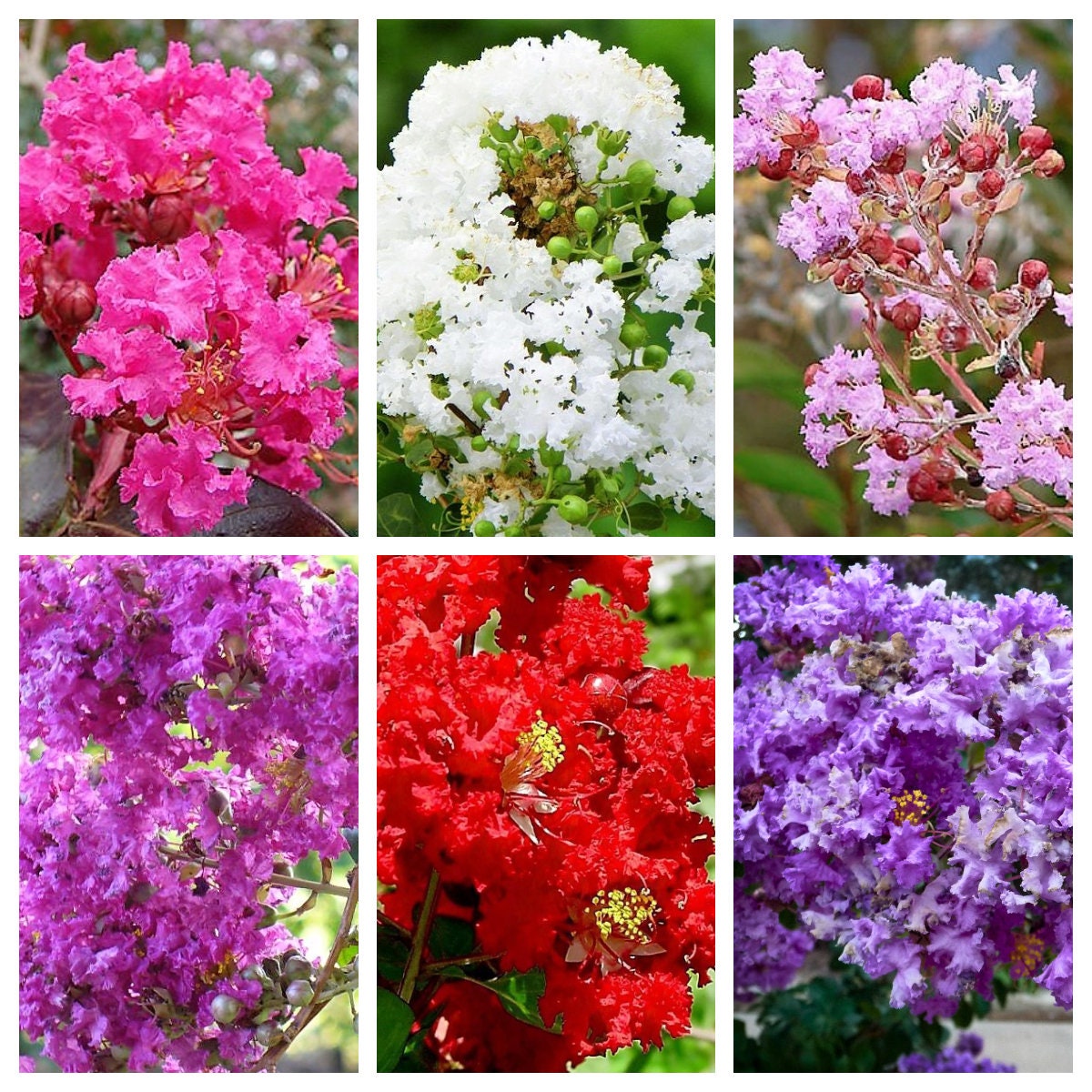 50 semillas de crepe myrtle (Lagerstroemia Indica), arbusto, árbol, crepe, 6 colores: rojo, morado, rosa claro, rosa oscuro, blanco y lila.