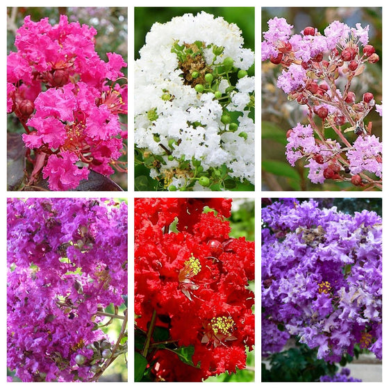 50 semillas de crepe myrtle (Lagerstroemia Indica), arbusto, árbol, crepe, 6 colores: rojo, morado, rosa claro, rosa oscuro, blanco y lila.