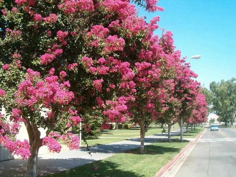 50 semillas de crepe myrtle (Lagerstroemia Indica), arbusto, árbol, crepe, 6 colores: rojo, morado, rosa claro, rosa oscuro, blanco y lila.