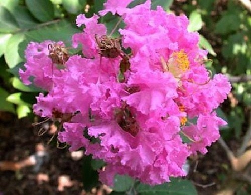50 semillas de crepe myrtle (Lagerstroemia Indica), arbusto, árbol, crepe, 6 colores: rojo, morado, rosa claro, rosa oscuro, blanco y lila.