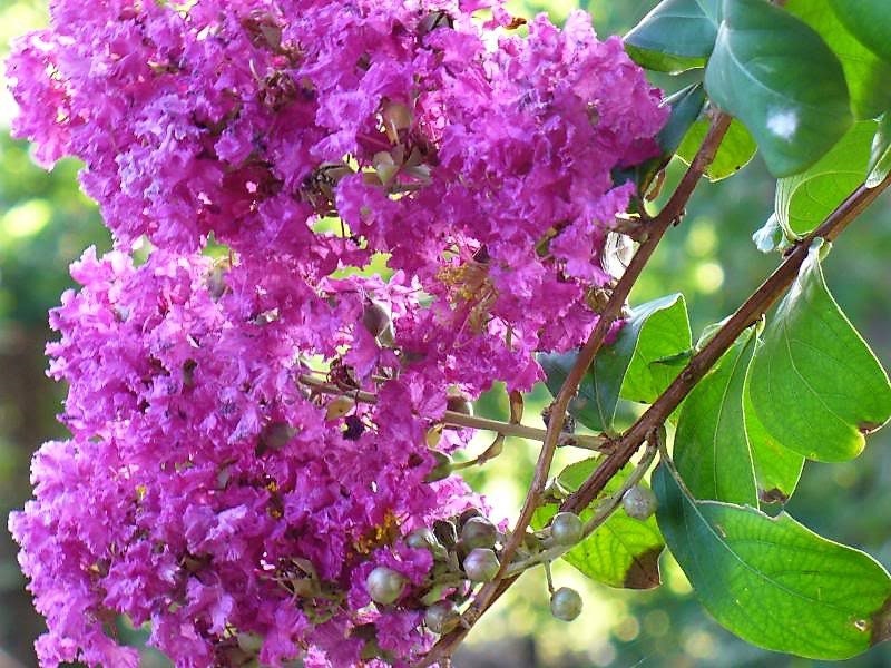 50 semillas de crepe myrtle (Lagerstroemia Indica), arbusto, árbol, crepe, 6 colores: rojo, morado, rosa claro, rosa oscuro, blanco y lila.