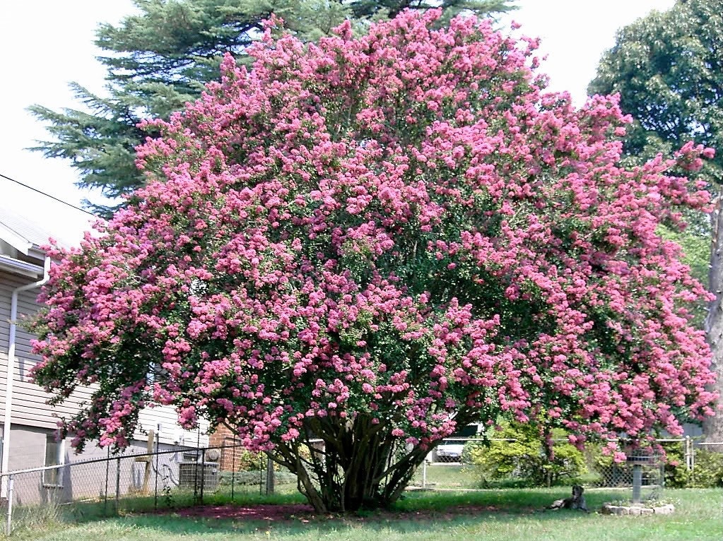 50 semillas de crepe myrtle (Lagerstroemia Indica), arbusto, árbol, crepe, 6 colores: rojo, morado, rosa claro, rosa oscuro, blanco y lila.