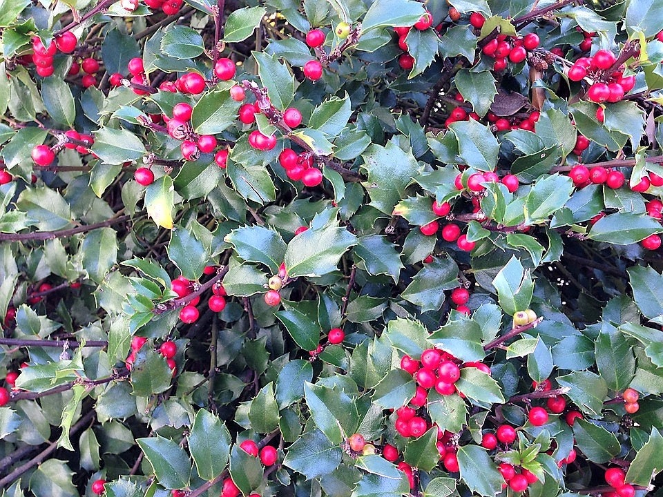 40 ACEBO AMERICANO Ilex Opaca Árbol Arbusto Perenne Bayas Rojas Semillas - también conocido como Acebo Blanco, Acebo Espinoso, Acebo de Navidad, Acebo de Yule