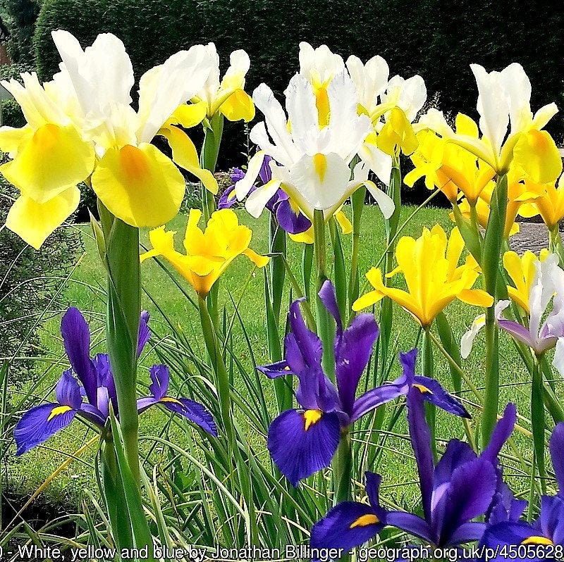 20 MIXED SIBERIAN IRIS Sibirica Iris Bicolor Blue Red White Purple Siberian Flag Flower Seeds