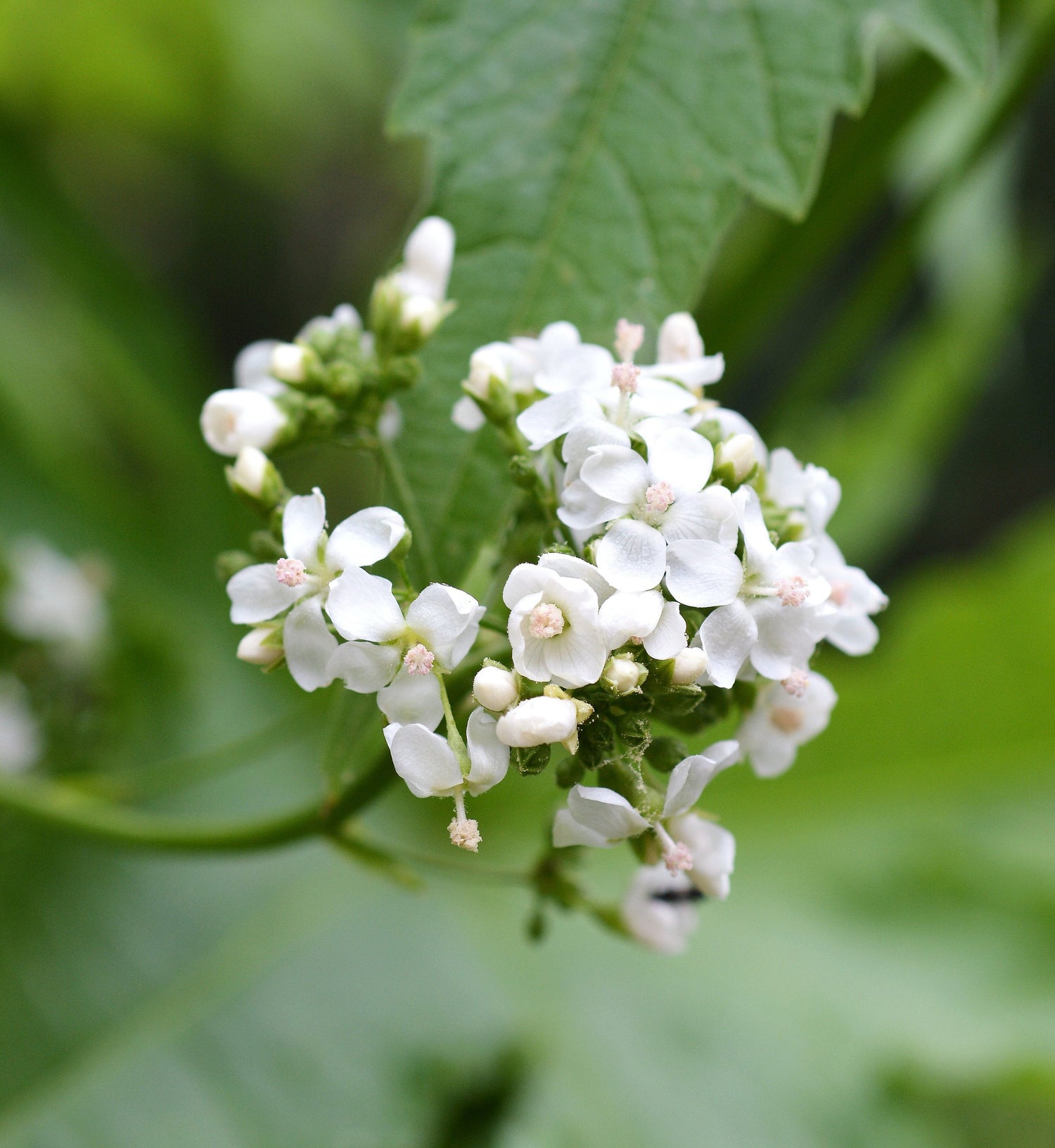 200 semillas de flores de malva blanca Napaea Dioica