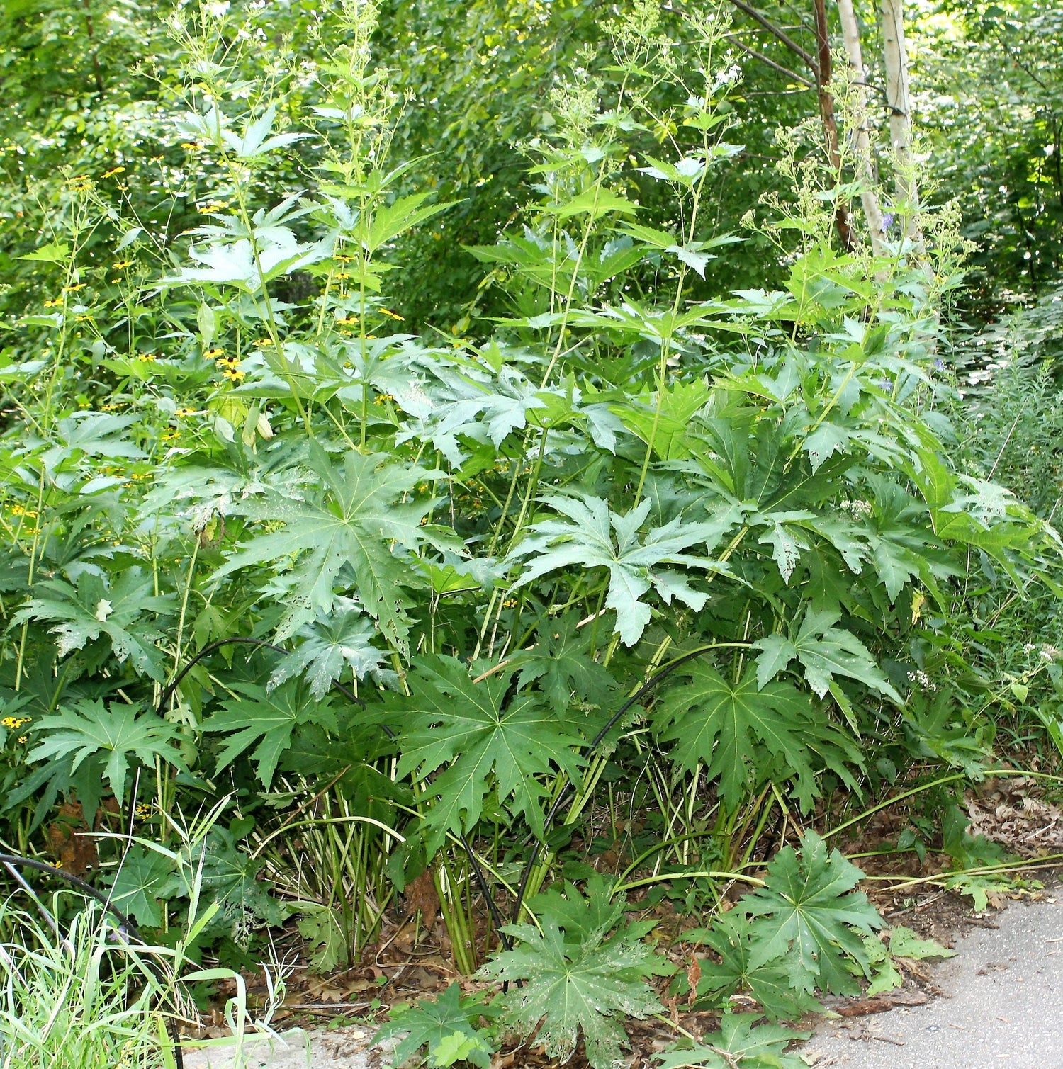 200 semillas de flores de malva blanca Napaea Dioica