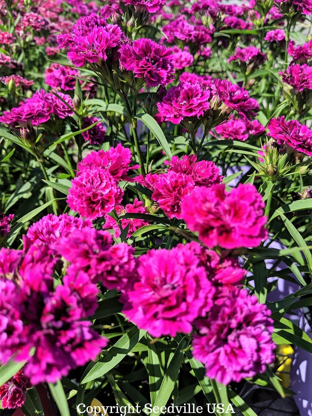 50 semillas de flores de clavel magenta Dianthus caryophyllus Chabaud