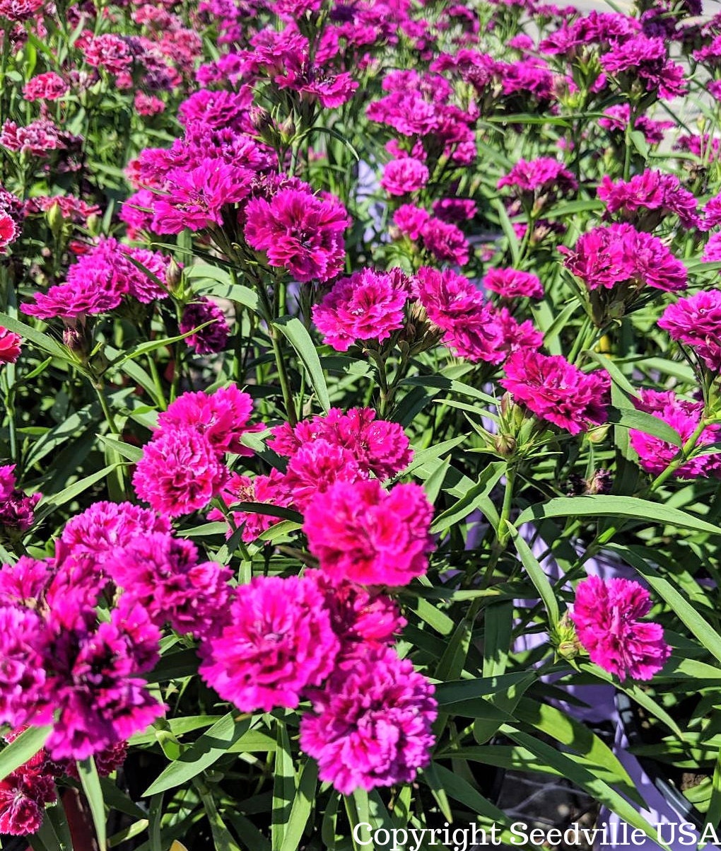50 semillas de flores de clavel magenta Dianthus caryophyllus Chabaud