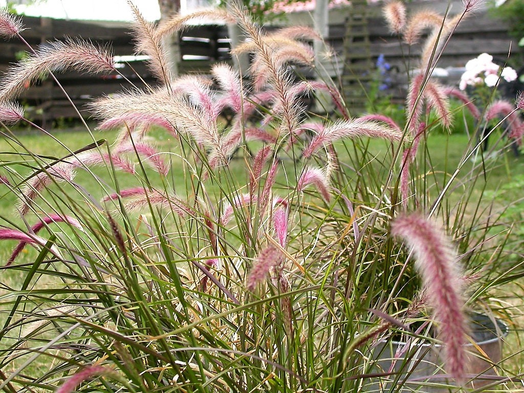 25 semillas de hierba de fuente morada, Pennisetum Setaceum ornamental, flores color burdeos oscuro