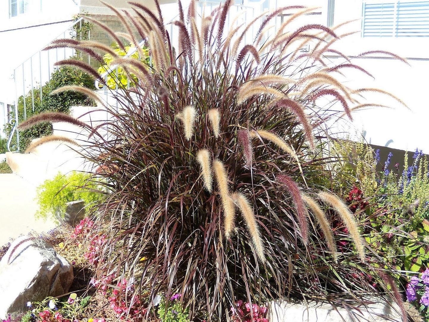 25 semillas de hierba de fuente morada, Pennisetum Setaceum ornamental, flores color burdeos oscuro