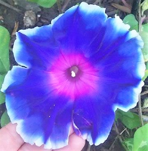 50 semillas mixtas de flores de gloria de la mañana japonesa Ipomoea Nil, mezcla de colores, bicolor, tricolor, azul, rojo, blanco, rosa, morado y violeta.