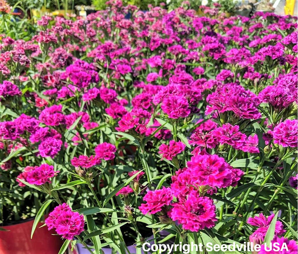50 semillas de flores de clavel magenta Dianthus caryophyllus Chabaud