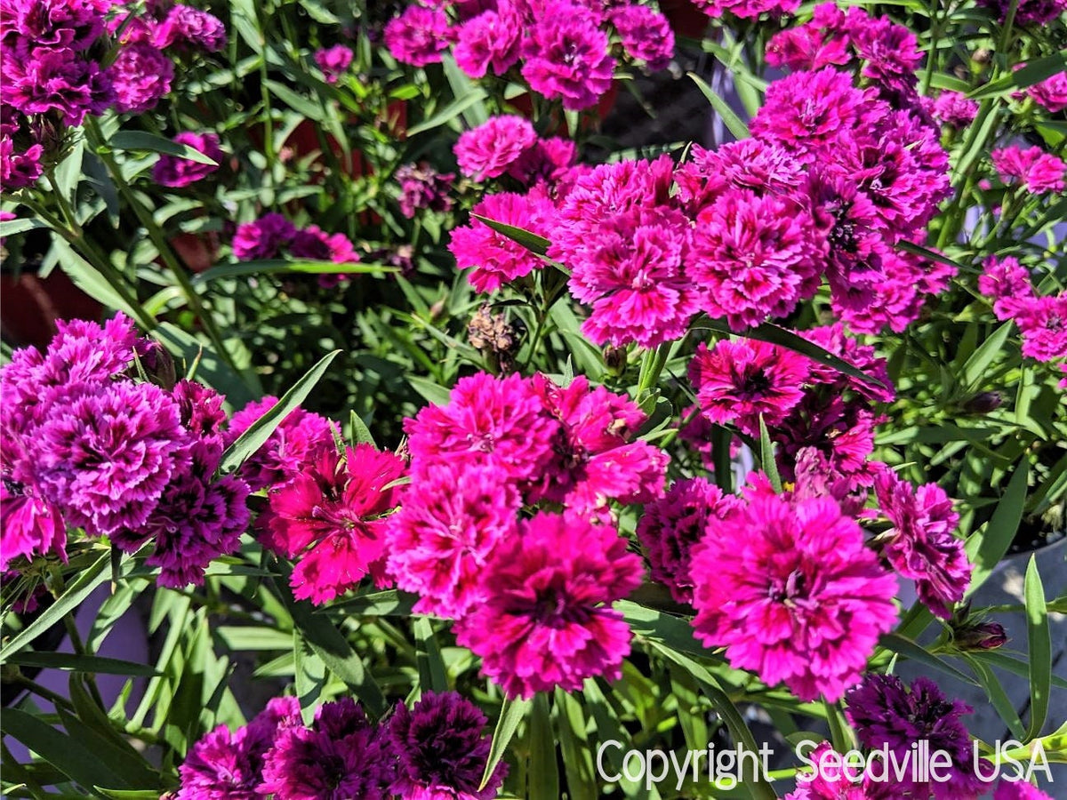 50 semillas de flores de clavel magenta Dianthus caryophyllus Chabaud