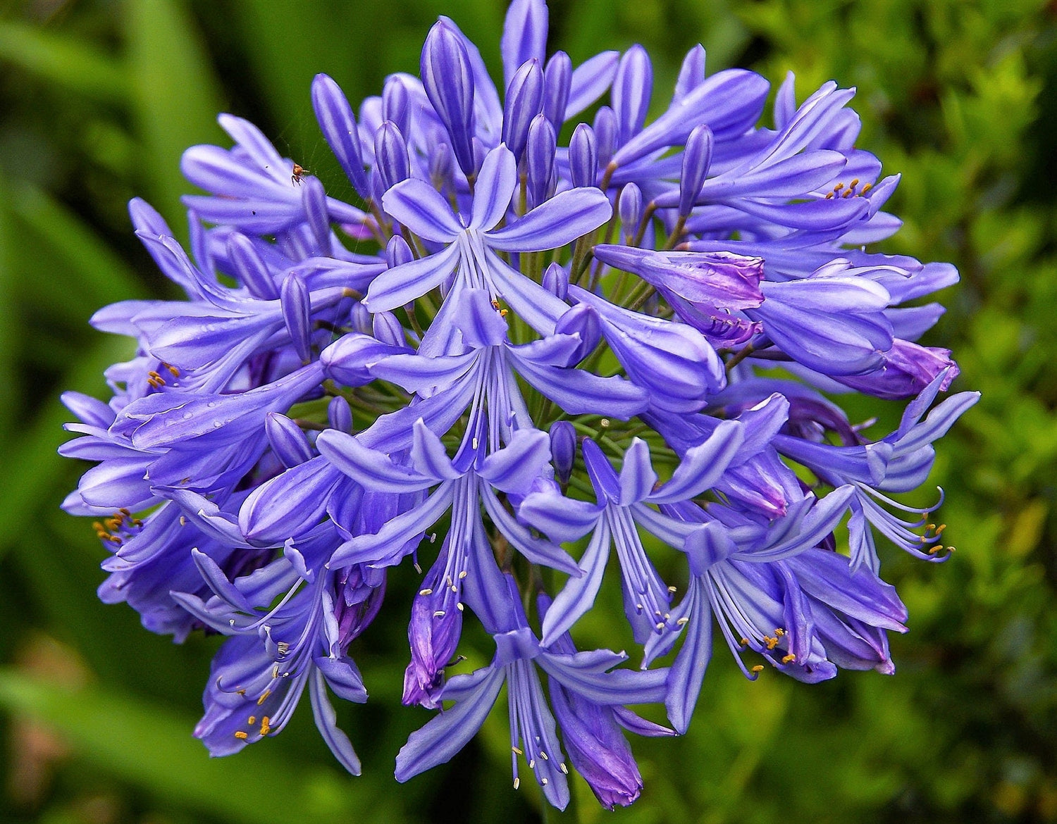 25 semillas de flor de lirio africano Agapanthus Orientalis de LIRIO AZUL DEL NILO