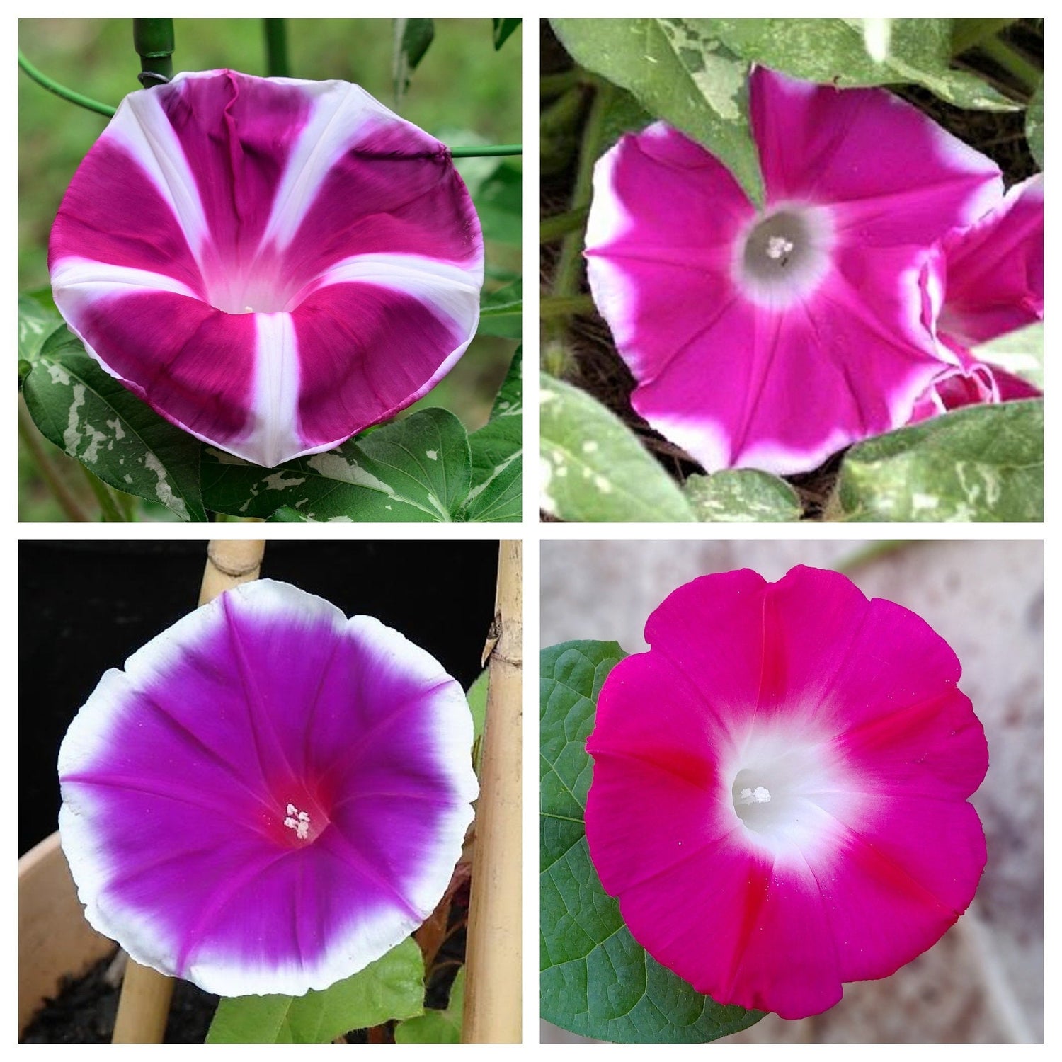 50 Mixed JAPANESE MORNING GLORY Ipomoea Nil Flower Vine Color Mix Bicolor Tricolor Blue Red White Pink Purple Violet Seeds