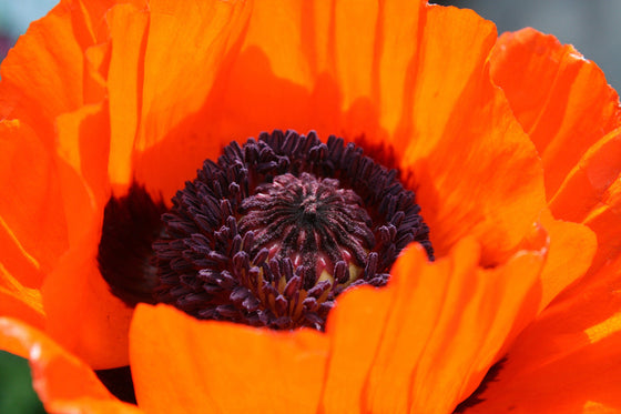 100 semillas de flor perenne PRINCE of ORANGE POPPY (Amapola Oriental)