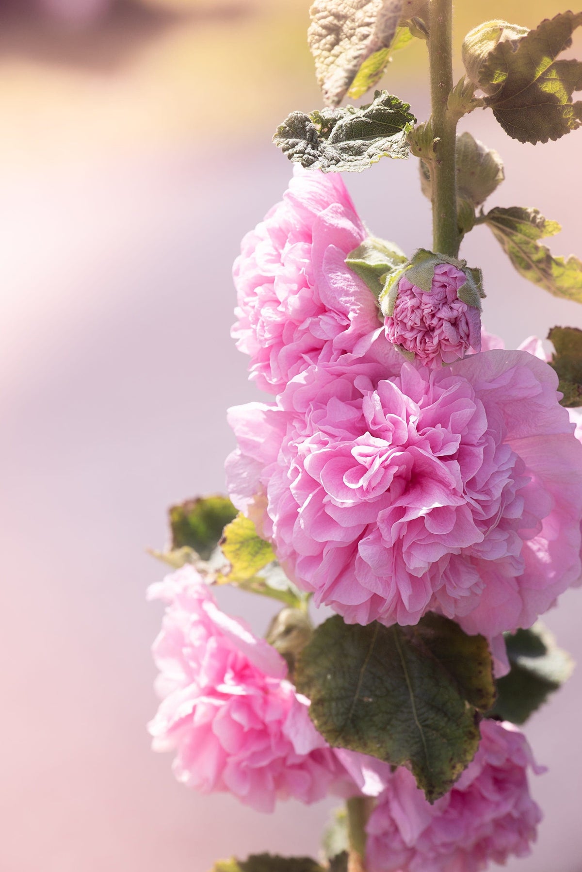 50 Dwarf Double HOLLYHOCK MAJORETTE MIX Alcea Rosea Red Pink White Maroon Yellow Mixed Color Flower Seeds