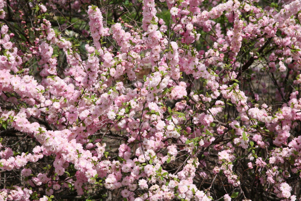 10 semillas de almendro en flor Prunus triloba, también conocido como ciruelo y rosal en flor, arbusto fragante de doble flor rosa.