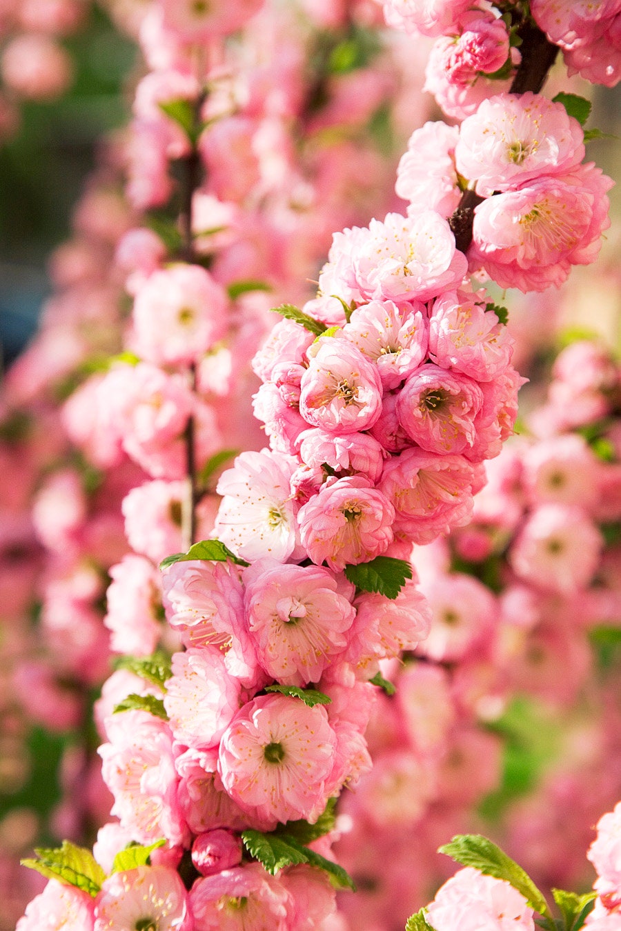 10 semillas de almendro en flor Prunus triloba, también conocido como ciruelo y rosal en flor, arbusto fragante de doble flor rosa.