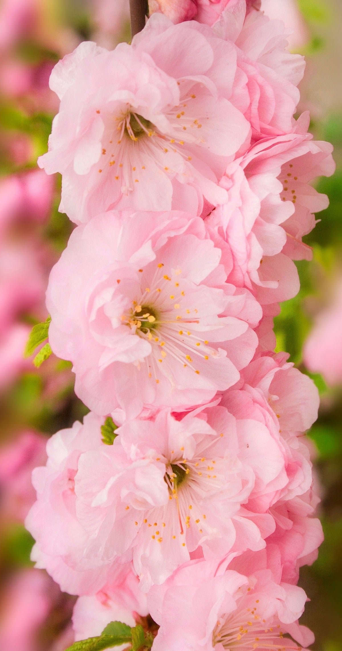 10 semillas de almendro en flor Prunus triloba, también conocido como ciruelo y rosal en flor, arbusto fragante de doble flor rosa.