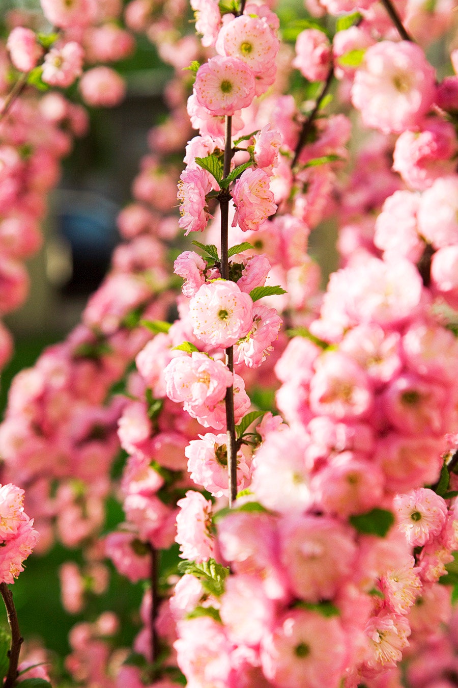 10 semillas de almendro en flor Prunus triloba, también conocido como ciruelo y rosal en flor, arbusto fragante de doble flor rosa.