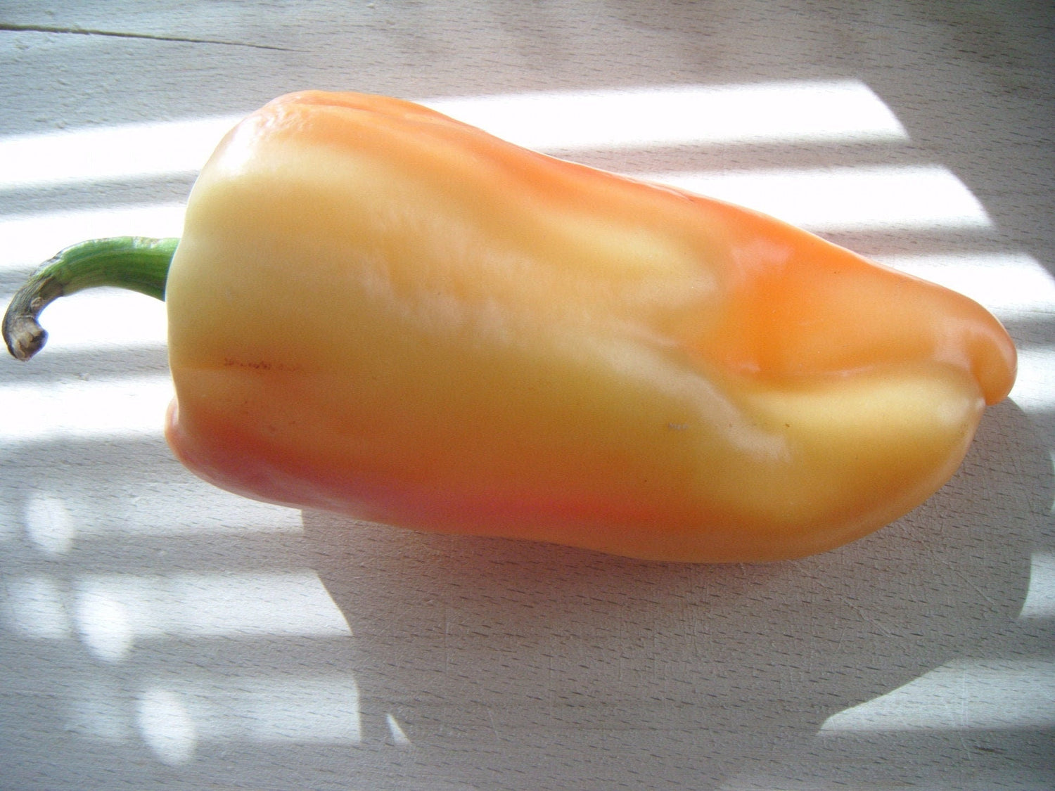 25 semillas orgánicas de pimiento SZEGEDI GIGANTE Capsicum Annuum, pimentón dulce húngaro / pimiento morrón cónico blanco, amarillo, naranja y rojo