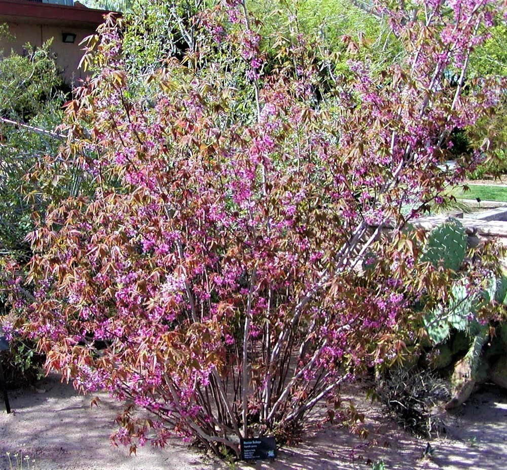 5 semillas de castaño mexicano Ungnadia Speciosa, arbusto, árbol, flor fragante rosa y púrpura