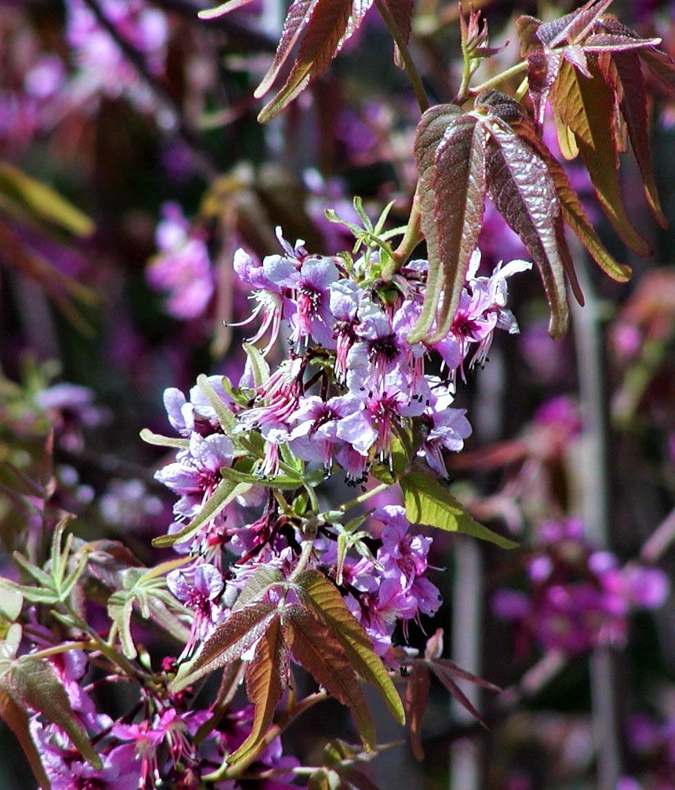 5 semillas de castaño mexicano Ungnadia Speciosa, arbusto, árbol, flor fragante rosa y púrpura