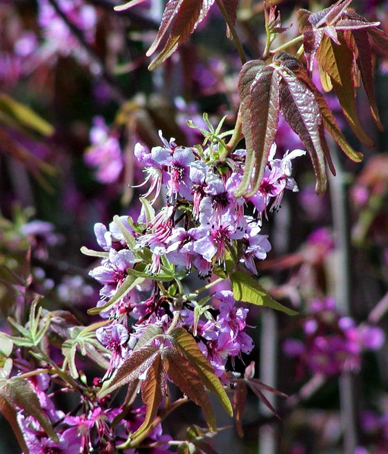5 semillas de castaño mexicano Ungnadia Speciosa, arbusto, árbol, flor fragante rosa y púrpura