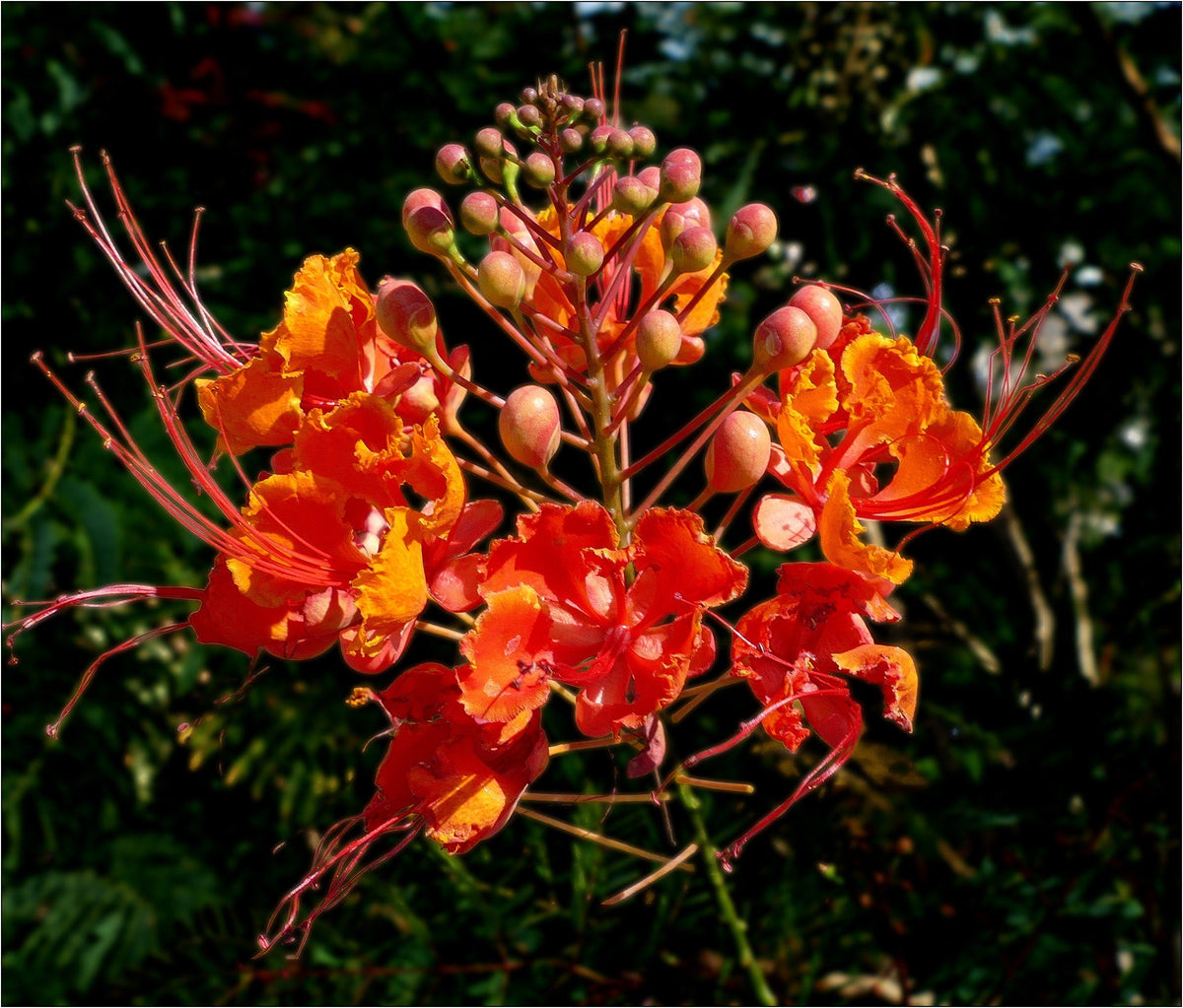 10 semillas de AVE ROJA DEL PARAÍSO Caesalpinia Pulcherrima, también conocida como Orgullo de Barbados, Poinciana enana, flor de pavo real