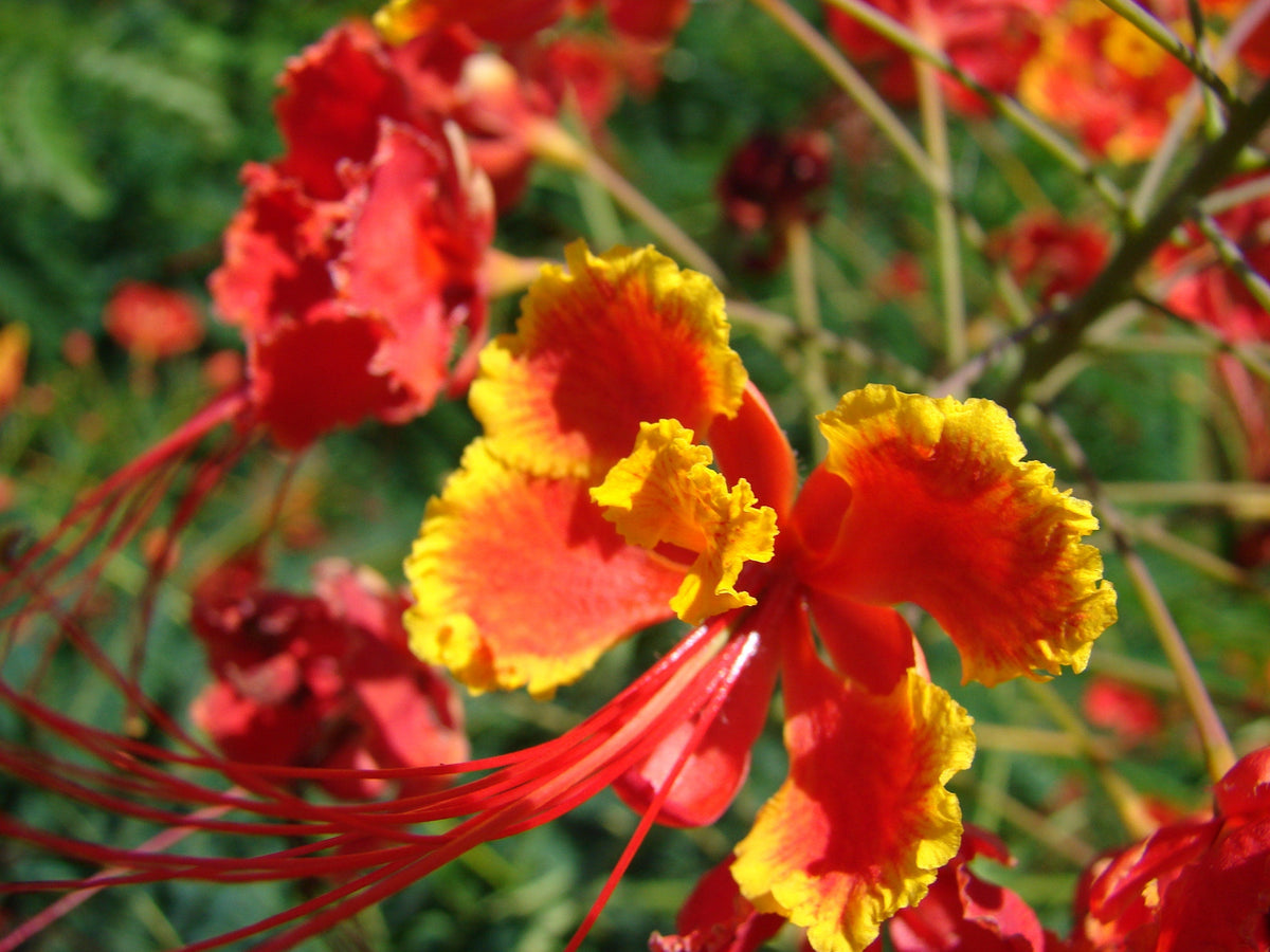 10 semillas de AVE ROJA DEL PARAÍSO Caesalpinia Pulcherrima, también conocida como Orgullo de Barbados, Poinciana enana, flor de pavo real