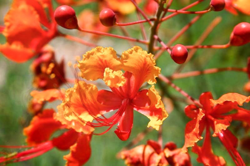 10 semillas de AVE ROJA DEL PARAÍSO Caesalpinia Pulcherrima, también conocida como Orgullo de Barbados, Poinciana enana, flor de pavo real
