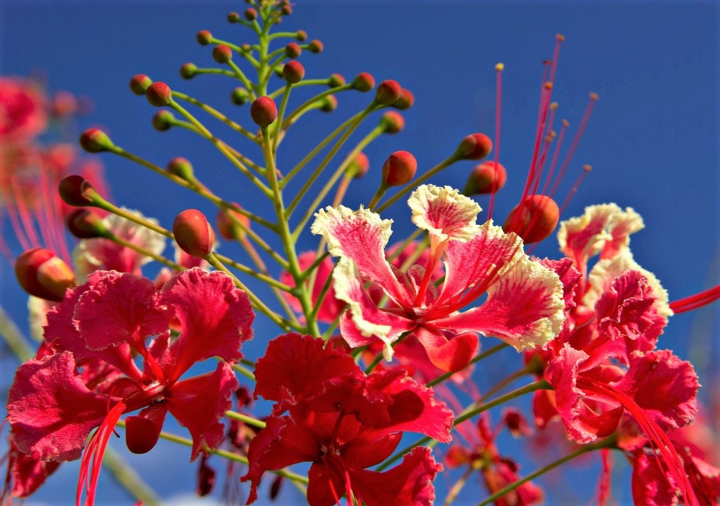 10 semillas de AVE ROJA DEL PARAÍSO Caesalpinia Pulcherrima, también conocida como Orgullo de Barbados, Poinciana enana, flor de pavo real