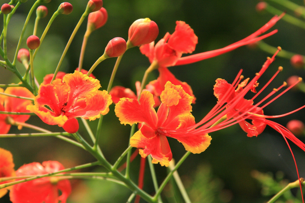 10 semillas de AVE ROJA DEL PARAÍSO Caesalpinia Pulcherrima, también conocida como Orgullo de Barbados, Poinciana enana, flor de pavo real