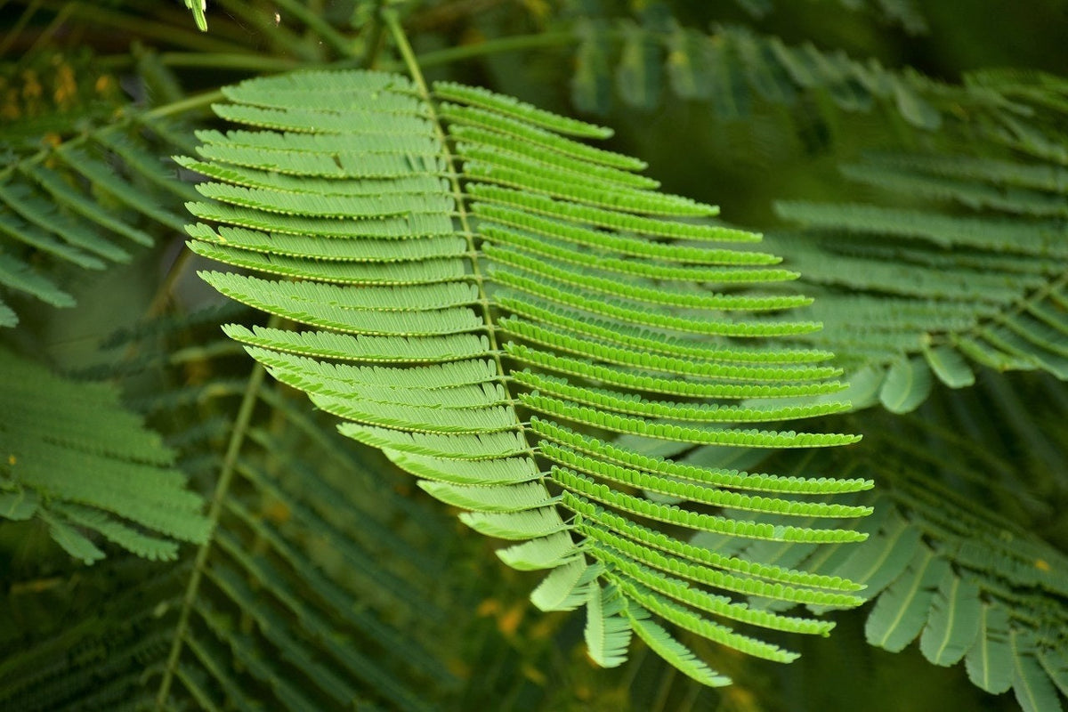 10 semillas de AVE ROJA DEL PARAÍSO Caesalpinia Pulcherrima, también conocida como Orgullo de Barbados, Poinciana enana, flor de pavo real