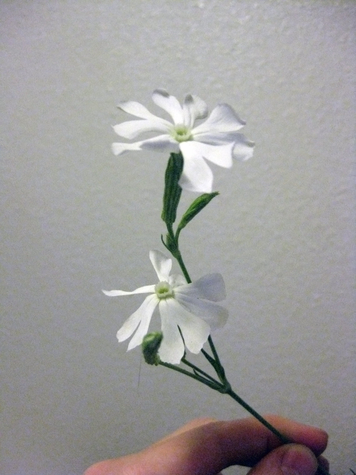 10 semillas de flores de la especie Silene Undulata (raíz africana de ensueño) de la hierba Xhosa White Ways