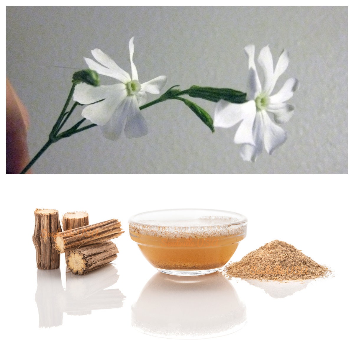 10 semillas de flores de la especie Silene Undulata (raíz africana de ensueño) de la hierba Xhosa White Ways