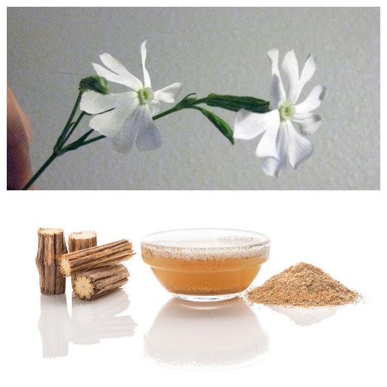 10 AFRICAN DREAM ROOT Silene Undulata Xhosa Herb White Ways Campion Flower Seeds
