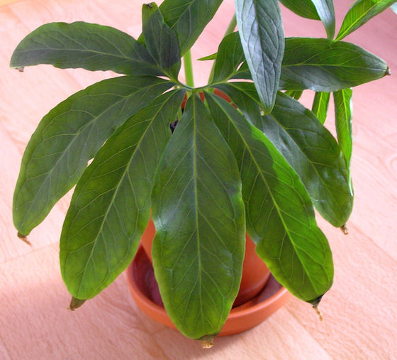 10 semillas de Arum Pinellia Pedatisecta, planta de interior de hoja de abanico, flor de sombra