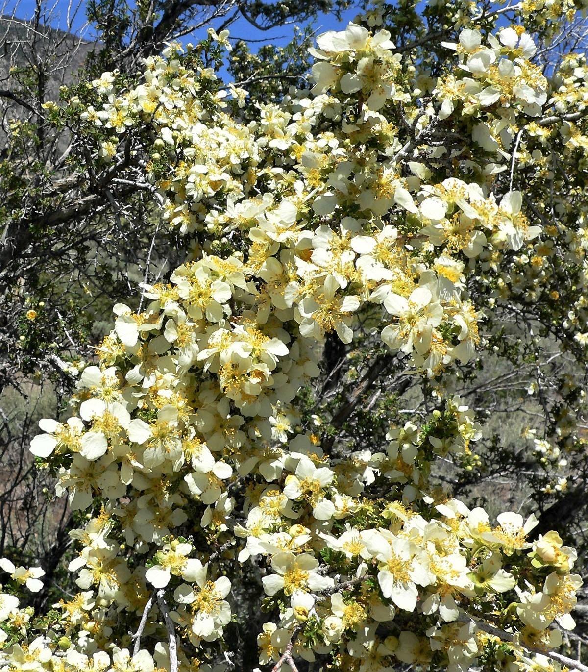 40 STANSBURY CLIFFROSE Purshia Stansburiana Cliff Rose Arbusto nativo del desierto Semillas de flores blancas y amarillas