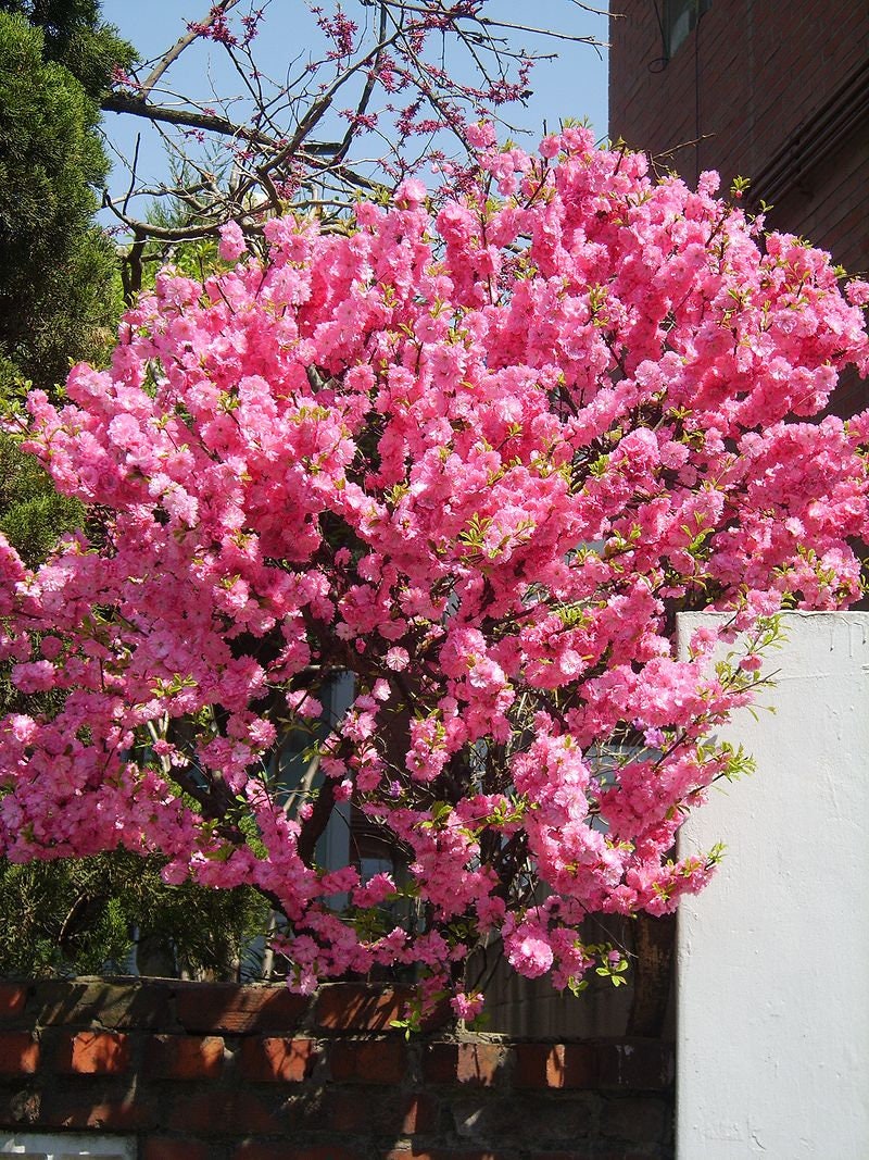 10 semillas de almendro en flor Prunus triloba, también conocido como ciruelo y rosal en flor, arbusto fragante de doble flor rosa.